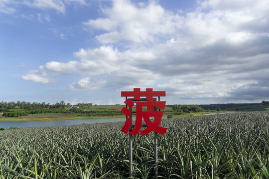 广东省湛江市徐闻县菠萝的海