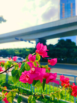 叶子花花卉特写