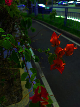 叶子花花朵