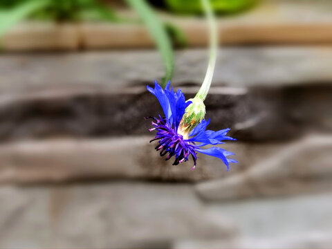 蓝色矢车菊