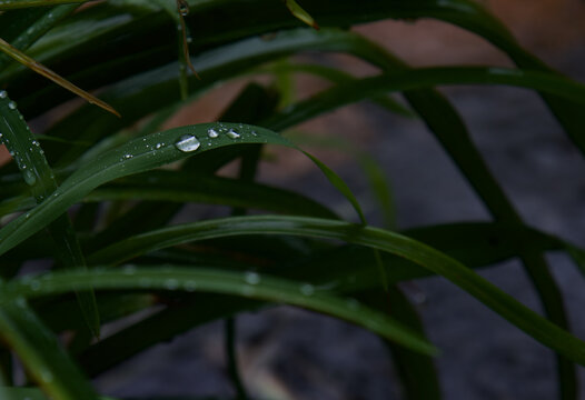 叶子上的雨滴