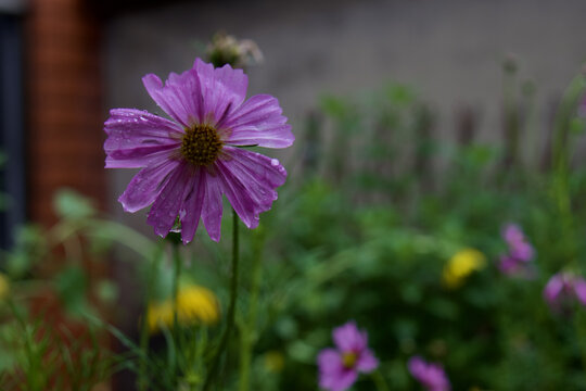 雨中的波斯菊