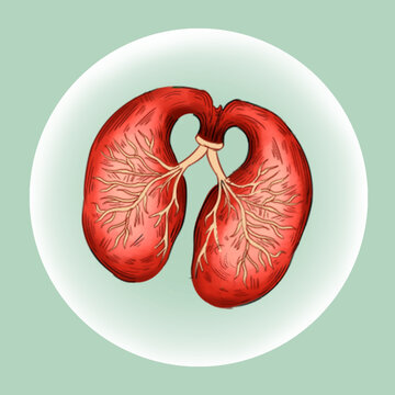 人体医学组织器官肺插画素材