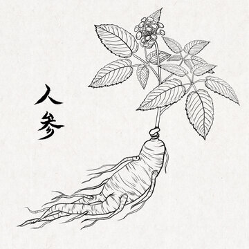 手绘水彩中药人参药材中医插画