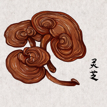 手繪水彩中藥?kù)`芝藥材插畫(huà)