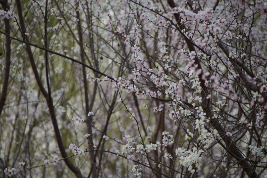 春日游桃花吹满头