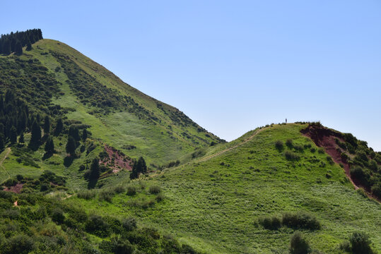 高山草甸