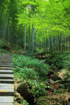 竹林步道