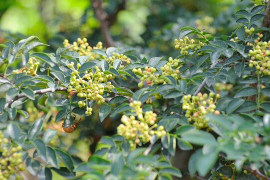 花椒枝