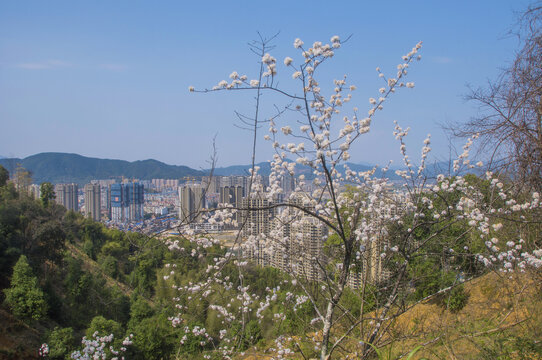 建瓯云际山花开