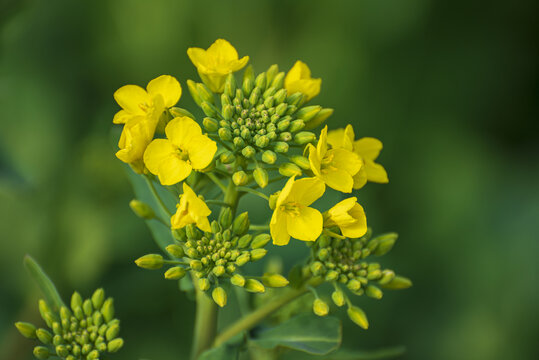 油菜花