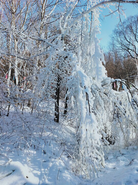 雪松