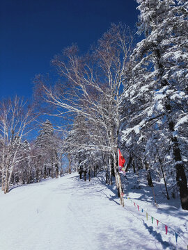 雪松