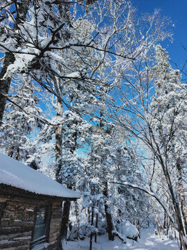 雪松