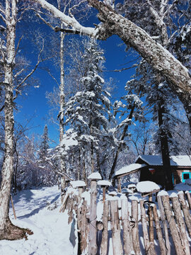 雪松