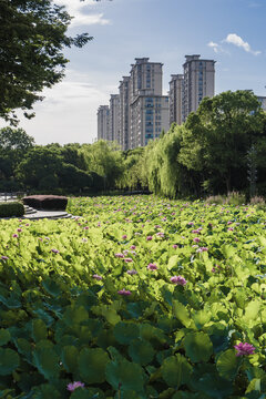 嘉兴桐乡市城市风光