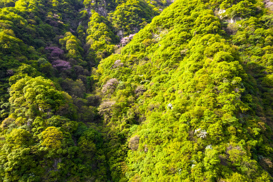 绿色植被