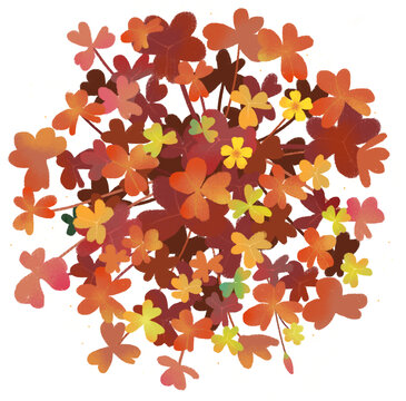 紅色幸運(yùn)草四葉草