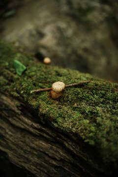 树干上生长的蘑菇特写镜头