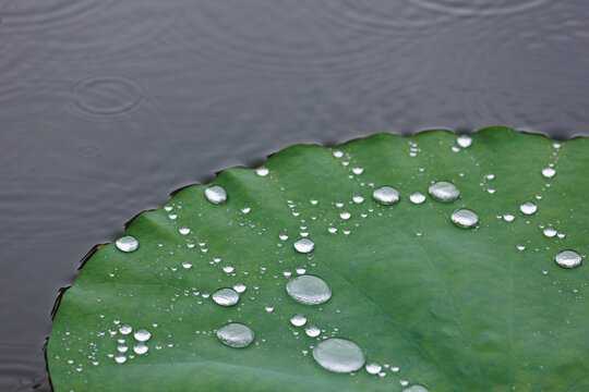 雨中荷塘荷叶与水珠