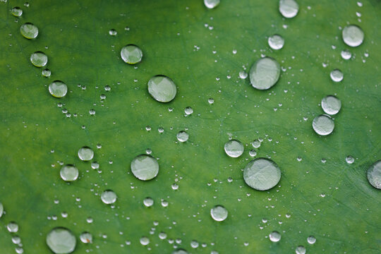 雨中荷塘荷叶与水珠