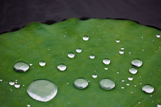 雨中荷塘荷叶与水珠