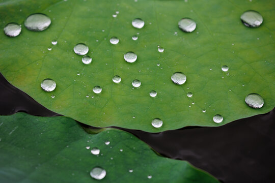 雨中荷塘荷叶与水珠