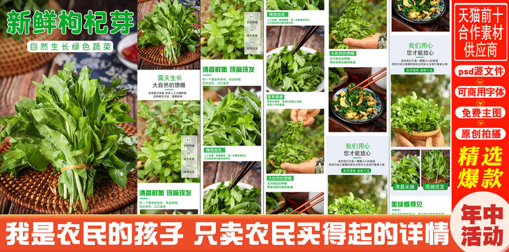 枸杞芽詳情頁