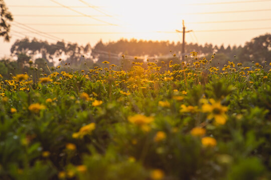 日落时野外开花植物的特写镜头