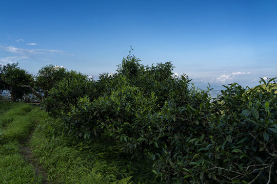 麻栗坡茶坪山