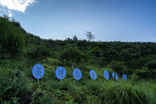 麻栗坡茶坪山