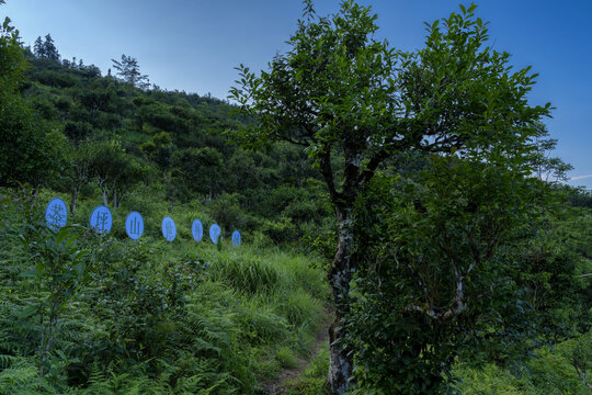 麻栗坡茶坪山