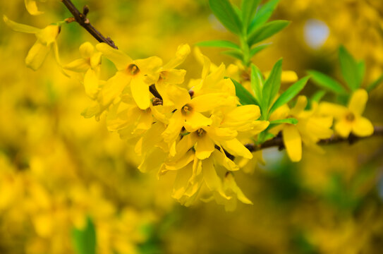 迎春花开