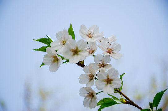 徐州彭祖园樱花盛开