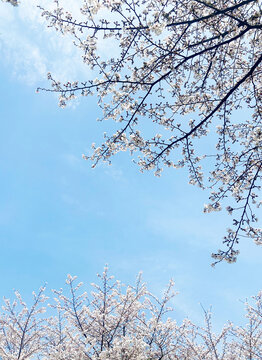 春色花卉风景