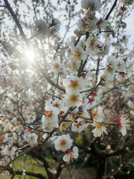 白梅花