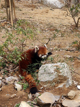 小熊猫吃竹子