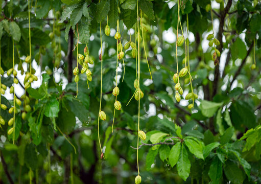 观赏植物红花玉蕊