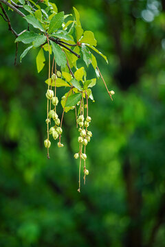 观赏植物红花玉蕊