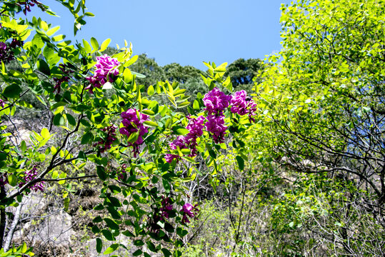 紫槐花