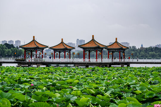 夏日里的中国长春南湖公园风景