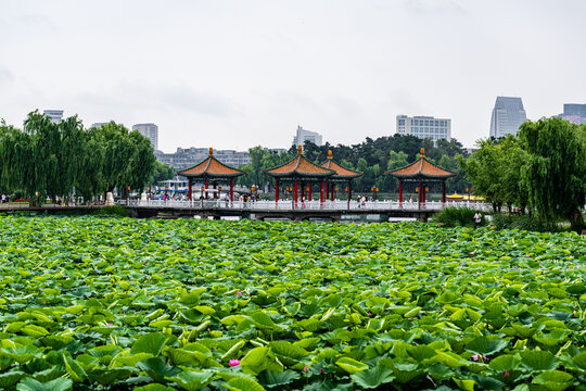 夏日里的中国长春南湖公园风景