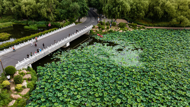 荷花盛开的中国长春南湖公园
