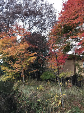 富士山下