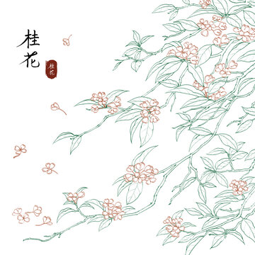 原創(chuàng)手繪水彩風(fēng)桂花線(xiàn)性插畫(huà)