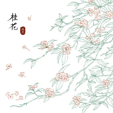 原创手绘水彩风桂花线性插画