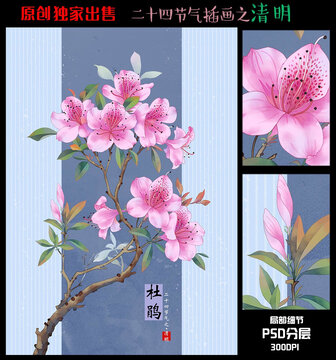 二十四节气清明插画杜鹃花