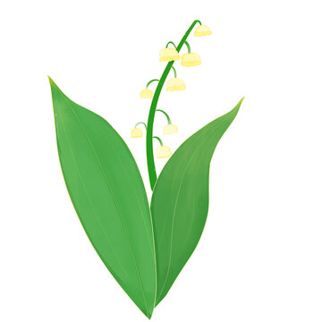 鈴蘭花