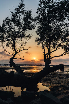 红树林湿地日落时分风光