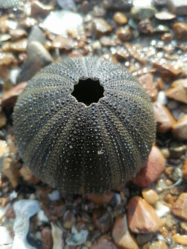 海胆贝壳